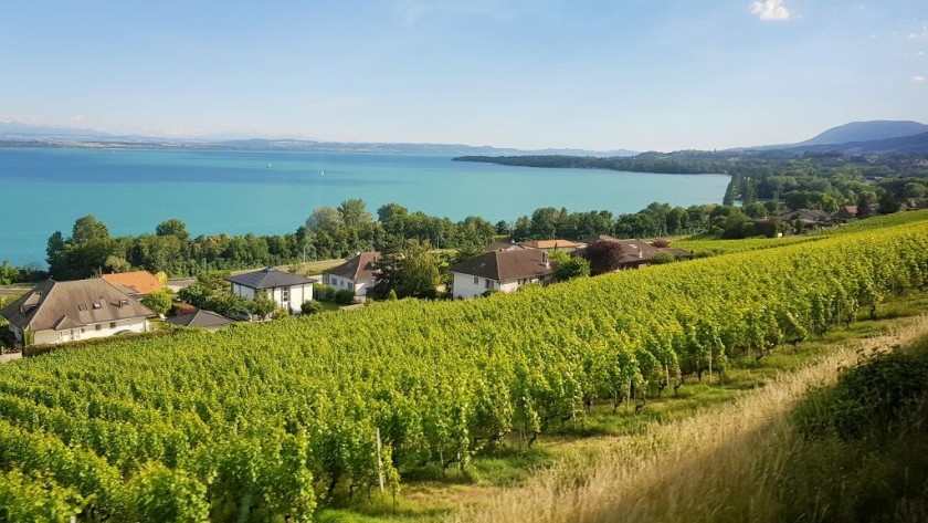The train heading through the vineyards south of Neuchatel