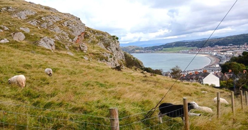 Looking down on Llandudno from the Great Orme tramway