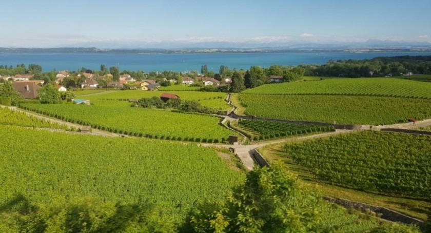 Travelling through the vineyards north of Yverdon