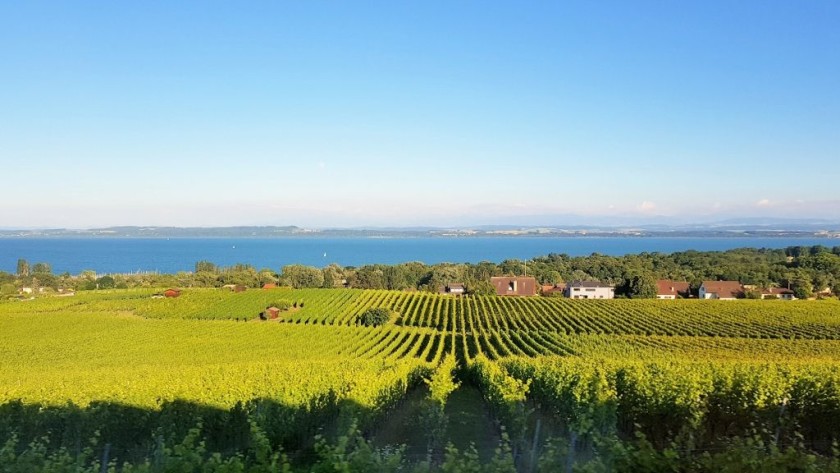 Looking down over the vineyards as the train nears journey's end