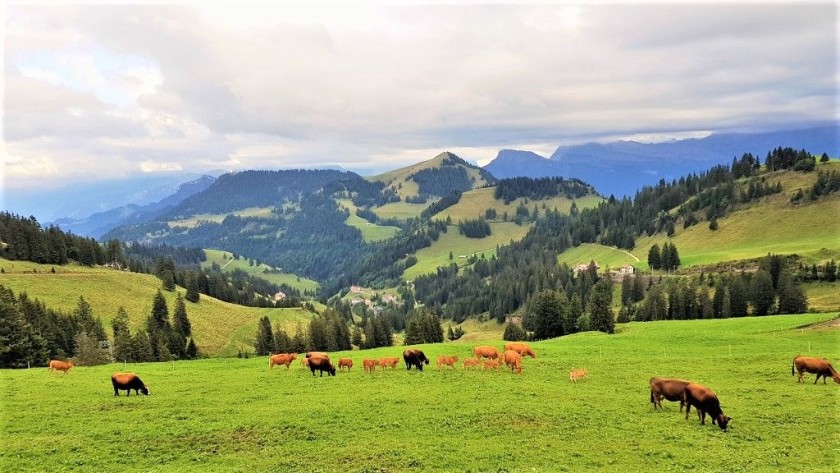On the train ascending Mt Rigi from Arth-Goldau