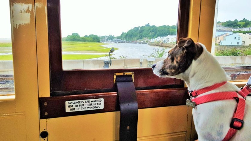 Pear enjoyed her ride on the Ffestiniog Railway 