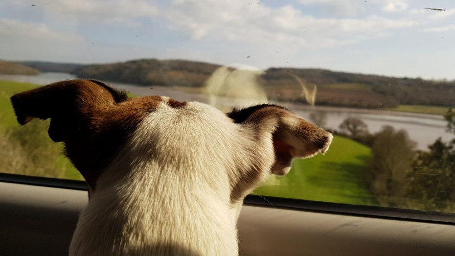 travel train with dog